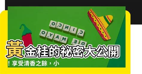 黃金桂禁忌|【黃金桂禁忌】黃金桂的秘密大公開！享受清香之餘，。